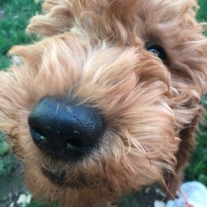 Meet your Posher, Mary